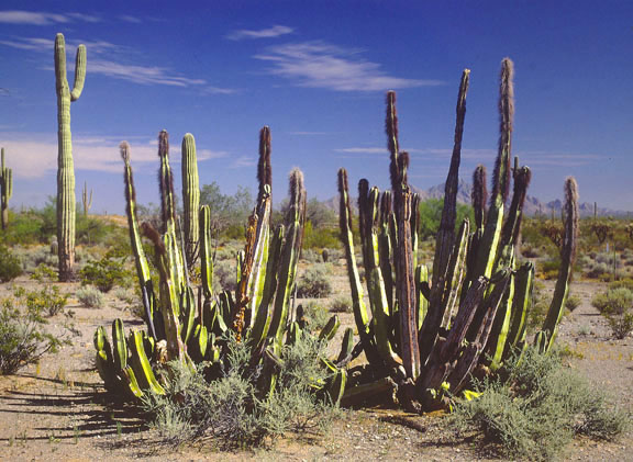  Lophocereus schottii v.schottii