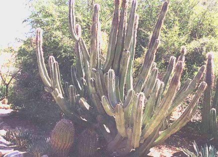  Lophocereus schottii v.schottii