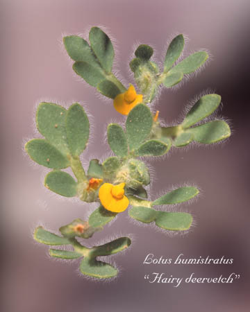  Acmispon brachycarpus