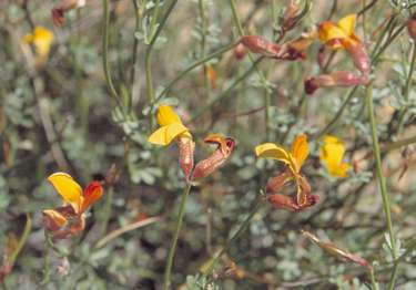  Acmispon rigidus (Bentham) Brouillet