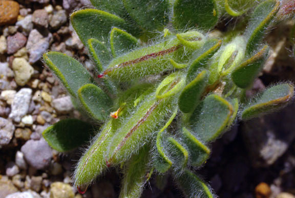  Acmispon brachycarpus