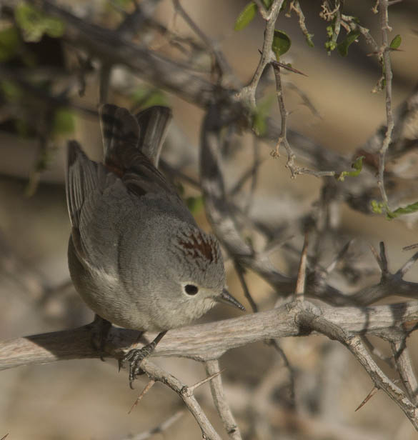  Lucy's warbler