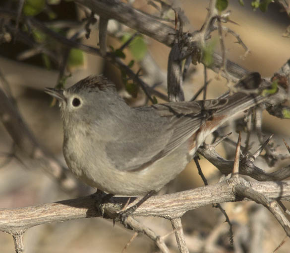  Lucy's warbler