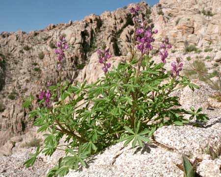  Lupinus arizonicus