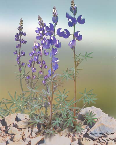  Lupinus sparsiflorus