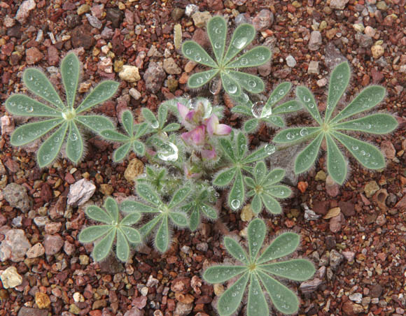  Lupinus concinnus