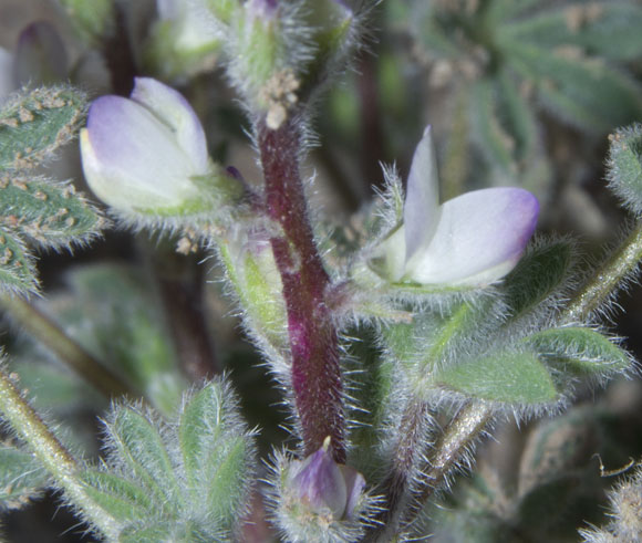  Lupinus concinnus