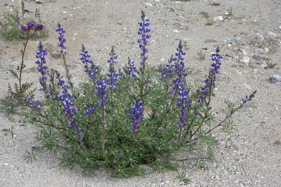  Lupinus sparsiflorus