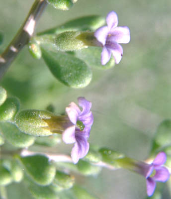  Lycium fremontii v.fremontii