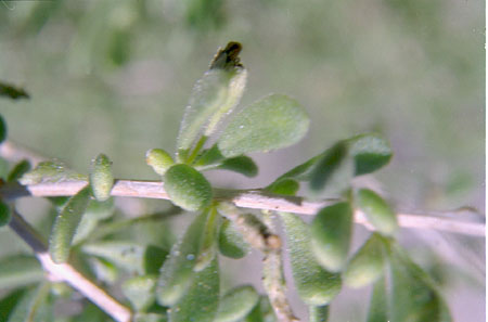  Lycium fremontii v.fremontii