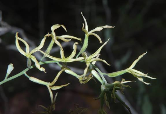  Lyrocarpa coulteri