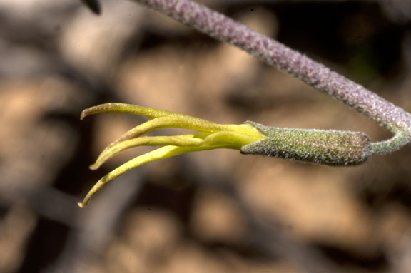  Lyrocarpa coulteri