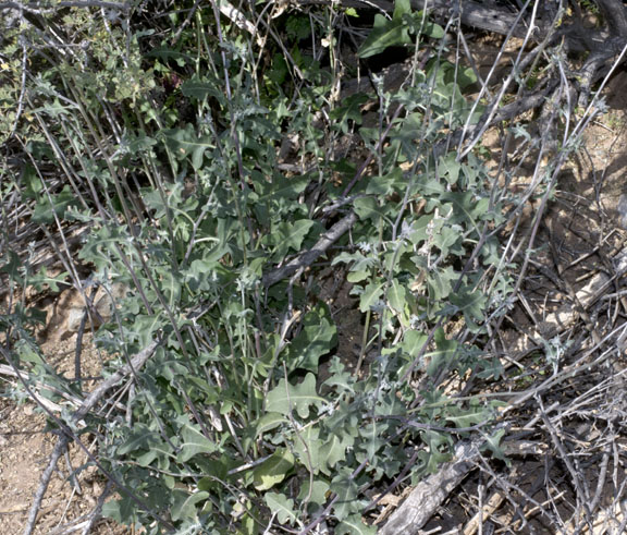  Lyrocarpa coulteri