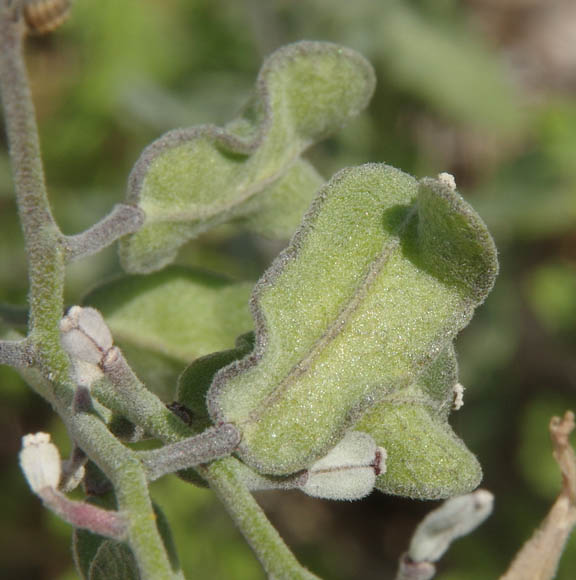  Lyrocarpa coulteri