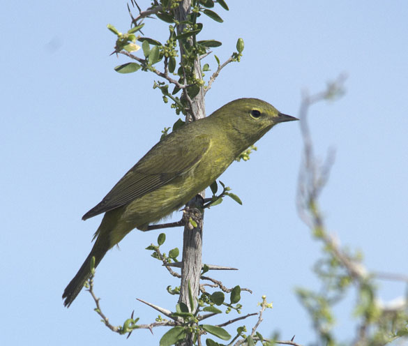  Macgillivray's warbler (male)