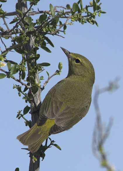  Macgillivray's warbler (male)