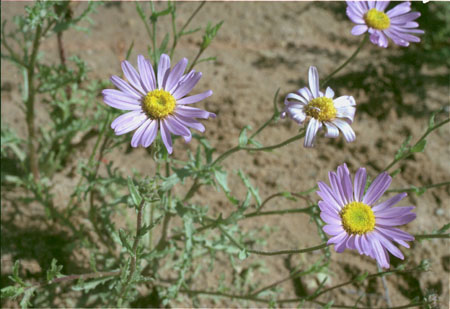  Leucosyris arizonica (B.L.Turner & D.B.Horne) Pruski & R.L. Hartmann