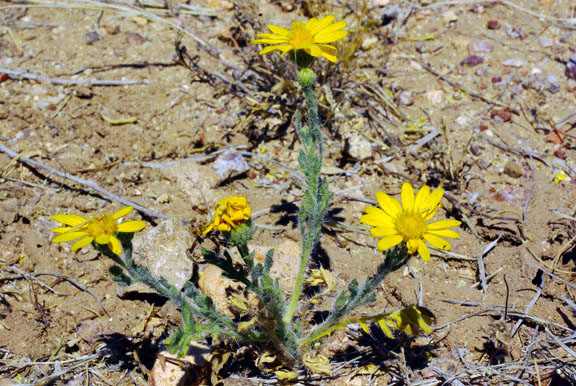  Xanthisma gracile (Nuttall) D.R.Morgan & R.L.Hartmann