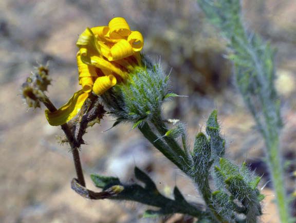  Xanthisma gracile (Nuttall) D.R.Morgan & R.L.Hartmann