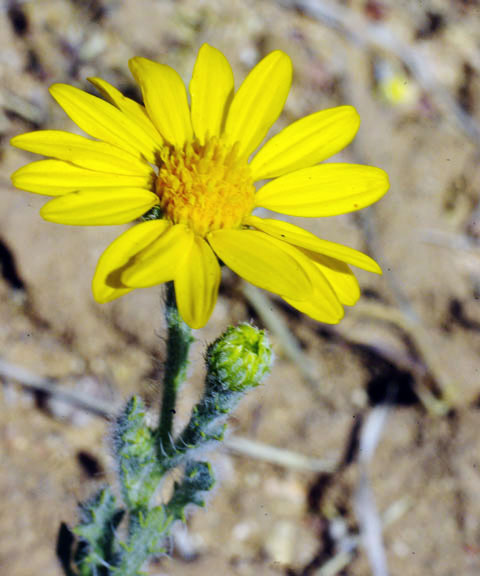  Xanthisma gracile (Nuttall) D.R.Morgan & R.L.Hartmann