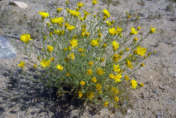  Xanthisma spinulosum v.gooddingii