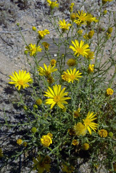  Xanthisma spinulosum v.gooddingii