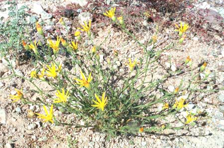  Xanthisma spinulosum v.gooddingii