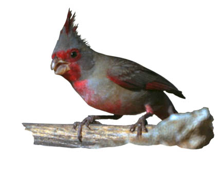  Pyrrhuloxia (male)