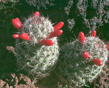  Mammillaria grahamii ssp.grahamii