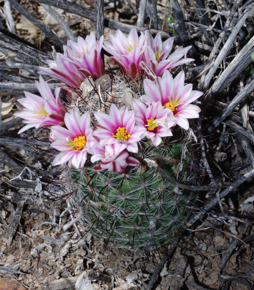  Mammillaria grahamii ssp.grahamii