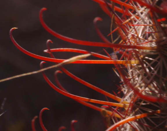  Mammillaria grahamii ssp.grahamii