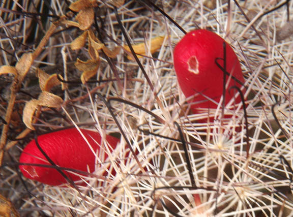  Mammillaria tetrancistra