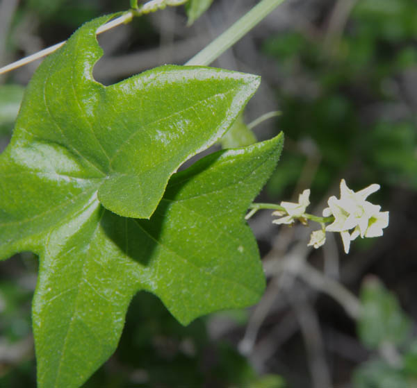  Marah gilensis (Greene) Greene