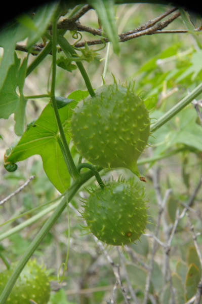  Marah gilensis (Greene) Greene