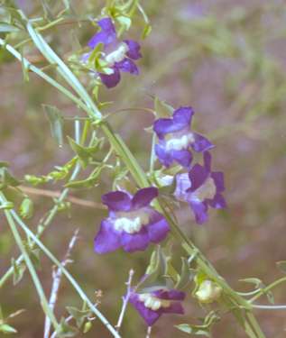 Maurandella antirrhiniflora (Humboldt & Bonpland ex Willdenow) Rothmale