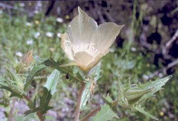  Mentzelia involucrata 