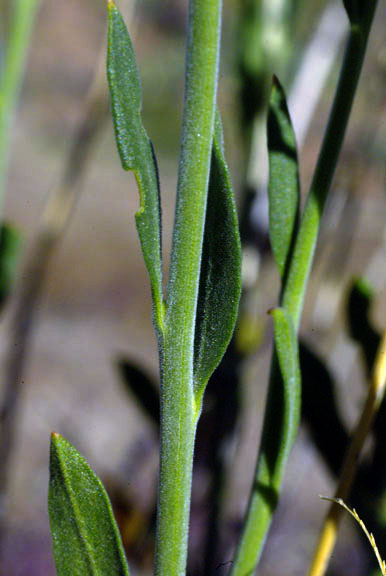  Menodora scabra