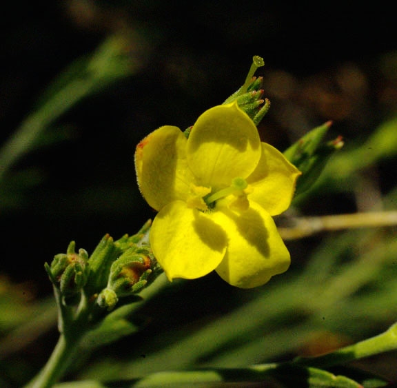  Menodora scabra