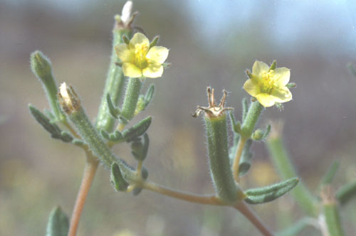  Mentzelia affinis