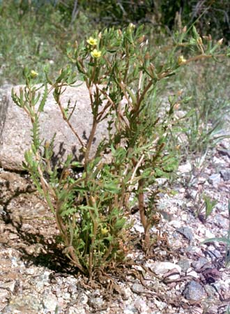  Mentzelia affinis