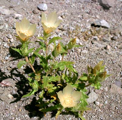  Mentzelia involucrata 