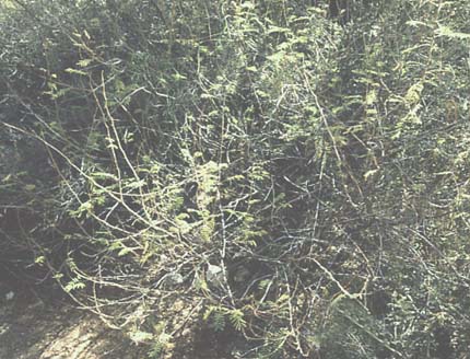  Mimosa distachya v.laxiflora