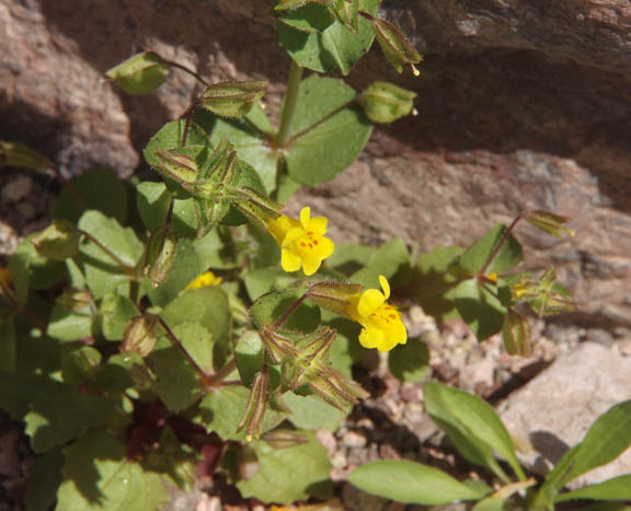  Erythranthe cordata (Greene) G.L.Nesom