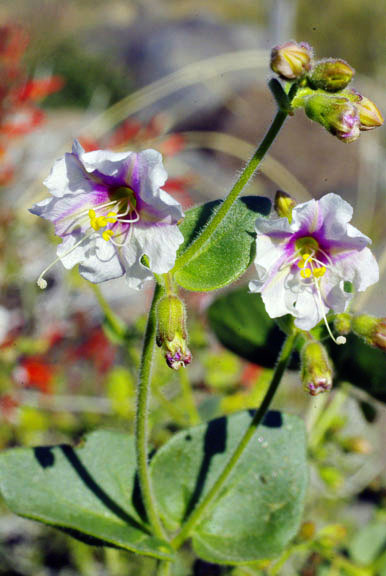  Mirabilis laevis v.villosa