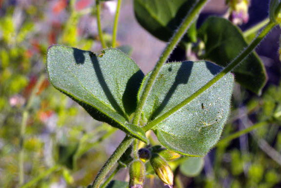  Mirabilis laevis v.villosa