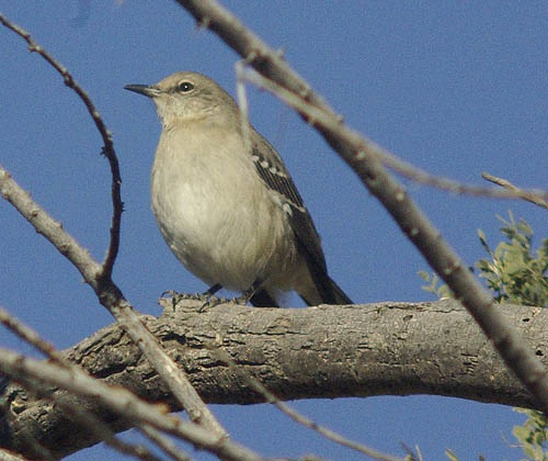  Northern mockingbird
