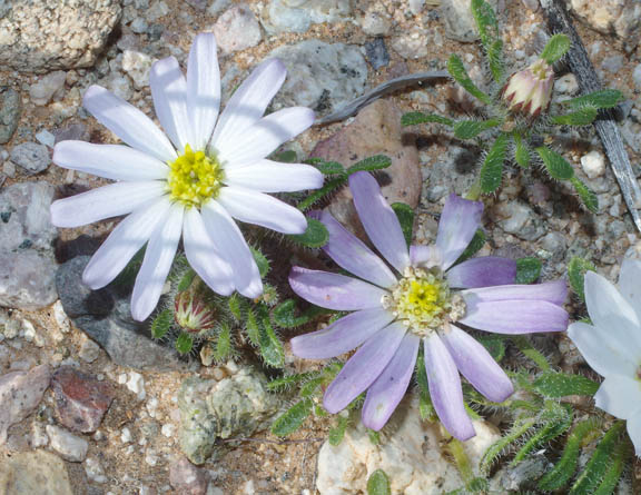  Monoptilon bellioides