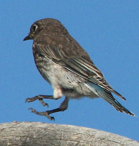  Mountain bluebird (female)