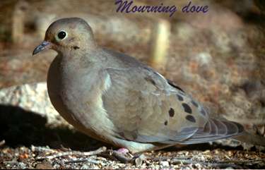  Mourning dove