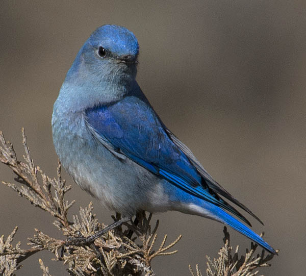  Mountain bluebird (male)